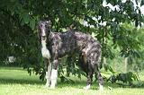 BARZOI 178